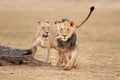 African lions - Kalahari desert