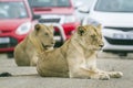 African lions in Kruger National park, South Africa Royalty Free Stock Photo