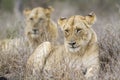 African lions in Kruger National park, South Africa Royalty Free Stock Photo