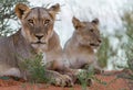 African Lions lioness closeup