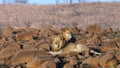 African Lions lioness closeup