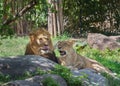 African lions. Pair of adult lions. Summer landscape