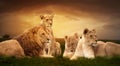 African lions resting in the green grass.