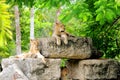 African lions