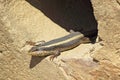 African lizard known as striped skink, Trachylepsis striata Royalty Free Stock Photo