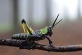 African Locust