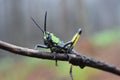 African Locust macro portrait colours