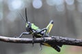 African Locust macro portrait colours