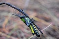 African Locust macro portrait colours