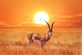 African lonely antelope at beautiful sunset with birds in the Serengeti National Park. Tanzania. Wild nature of Africa. Royalty Free Stock Photo