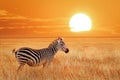 African lonely zebra at sunset in the Serengeti National Park. Tanzania. Wild nature of Africa. Royalty Free Stock Photo