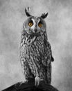 African Long Eared Owl With Textured Background