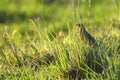 African longclaw or Macronyx ameliae in grass Royalty Free Stock Photo