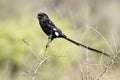 African longtailed shrike (Corvinelle melanoleuca)