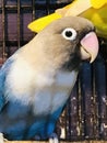 African Love Bird Blue Mask Royalty Free Stock Photo