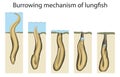 African lungfish have two lungs, and can breathe air