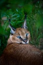 African lynx or caracal