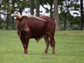 African male Ankole cattle Royalty Free Stock Photo