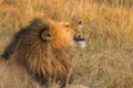 African male lion Royalty Free Stock Photo