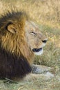 African lion Royalty Free Stock Photo