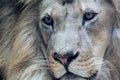Handsome African male lion close-up Royalty Free Stock Photo