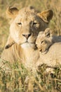 African Male Lion and Cub (Panthera leo) South Africa