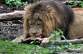 African male lion eating Royalty Free Stock Photo