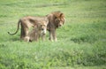 African male lion and female lioness in savannah of Tanzania, Africa Royalty Free Stock Photo