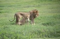 African male lion and female lioness African wildlife on the grassy plains of the Serengeti, Tanzania, Africa Royalty Free Stock Photo