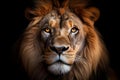 African male lion headshot looking into camera. Royalty Free Stock Photo