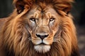 African male lion headshot looking into camera. Royalty Free Stock Photo