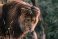 African male lion headshot looking into camera, close up Royalty Free Stock Photo