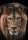 African male lion headshot looking into camera, close up Royalty Free Stock Photo