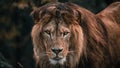 African male lion headshot looking into camera, close up Royalty Free Stock Photo