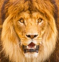 African male lion headshot looking into camera, surprised emotions