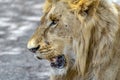 The African male lion Lat. Panthera leo. Portrait. Royalty Free Stock Photo