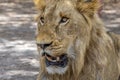 The African male lion Lat. Panthera leo. Portrait. Royalty Free Stock Photo