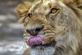 The African male lion Lat. Panthera leo. Portrait. Royalty Free Stock Photo