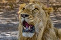 The African male lion Lat. Panthera leo. Portrait. Royalty Free Stock Photo