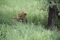 African male lion laying in shade on the plains of Tanzania, Africa Royalty Free Stock Photo