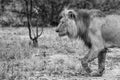 African male lion