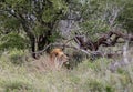 African male lion in natural habitat, wild nature, lies resting. Safari in South Africa savannah. Animals wildlife Royalty Free Stock Photo