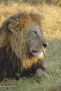 African male lion Royalty Free Stock Photo