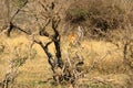 African Male Lion portrait in the Kruger Park South Africa Royalty Free Stock Photo