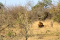 African Male Lion portrait in the Kruger Park South Africa Royalty Free Stock Photo