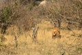 African Male Lion portrait in the Kruger Park South Africa Royalty Free Stock Photo