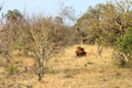 African Male Lion portrait in the Kruger Park South Africa Royalty Free Stock Photo