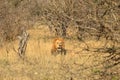 African Male Lion portrait in the Kruger Park South Africa Royalty Free Stock Photo