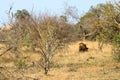 African Male Lion portrait in the Kruger Park South Africa Royalty Free Stock Photo