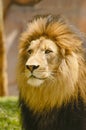 African Male Lion Portrait - posing for a head shot. Royalty Free Stock Photo